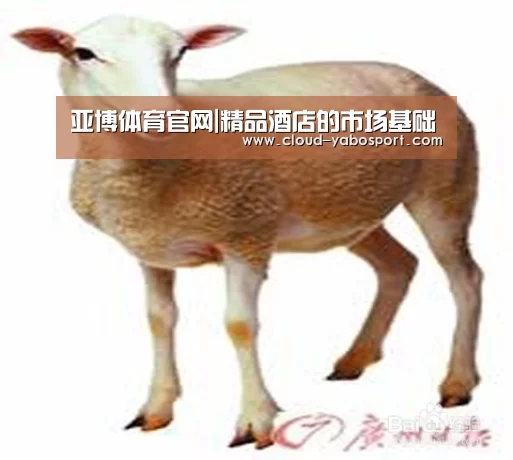 亚博体育官网|精品酒店的市场基础(图2) 亚博体育官网